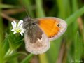 Hooibeestje, Coenonympha pamphilus